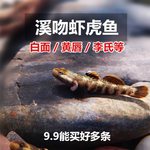 溪吻虾白面黄唇李氏虎波氏戴氏子陵小型虾虎鱼原生鱼观赏鱼冷水鱼