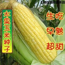 水果玉米种子国审玉仲甜9号水果甜玉米正品正宗原装高产玉米种籽