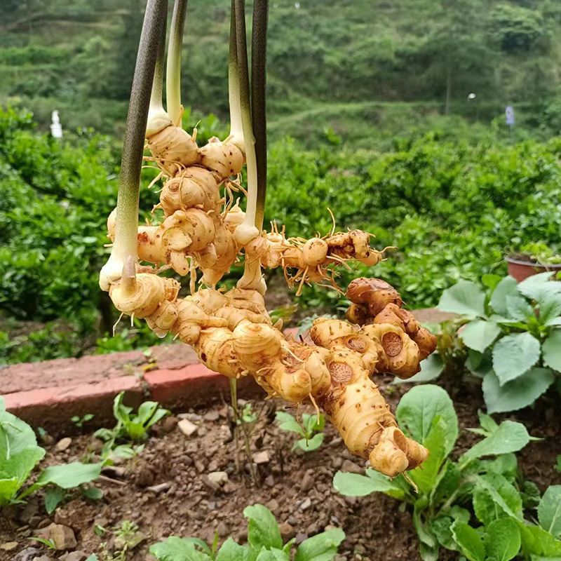 Wild Polygonatum Rhizome Huang Jing 1500g Whole Root for Soup and Herbal Wine specifications