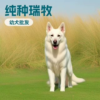 纯种瑞士牧羊犬幼犬活体大型护卫犬工作犬宠物狗幼崽小狗活物批发
