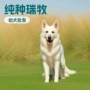 瑞士纯种活体幼犬工作犬