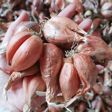 5斤 農家紅蔥頭種火蔥種新鮮飽滿香蔥種種植盆栽食用小香蔥種包郵