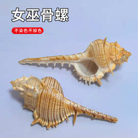 女巫骨螺天然海螺贝壳鱼缸造景装饰橱窗摆件装饰品维纳斯骨螺批发