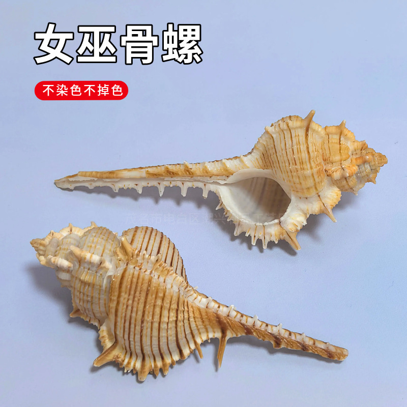 Witch Bone Snail Natural Conch Shell Fish Tank Landscaping Decoration Window Ornaments Venus Bone Snail Wholesale Witch Bone Snail Natural Conch Shell Fish Tank Landscaping Decoration Window Ornaments Venus Bone Snail Wholesale
