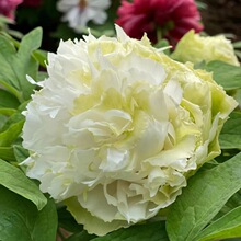 绿幕隐玉绿牡丹花苗盆栽牡丹庭院地栽阳台洛阳花卉树宿根