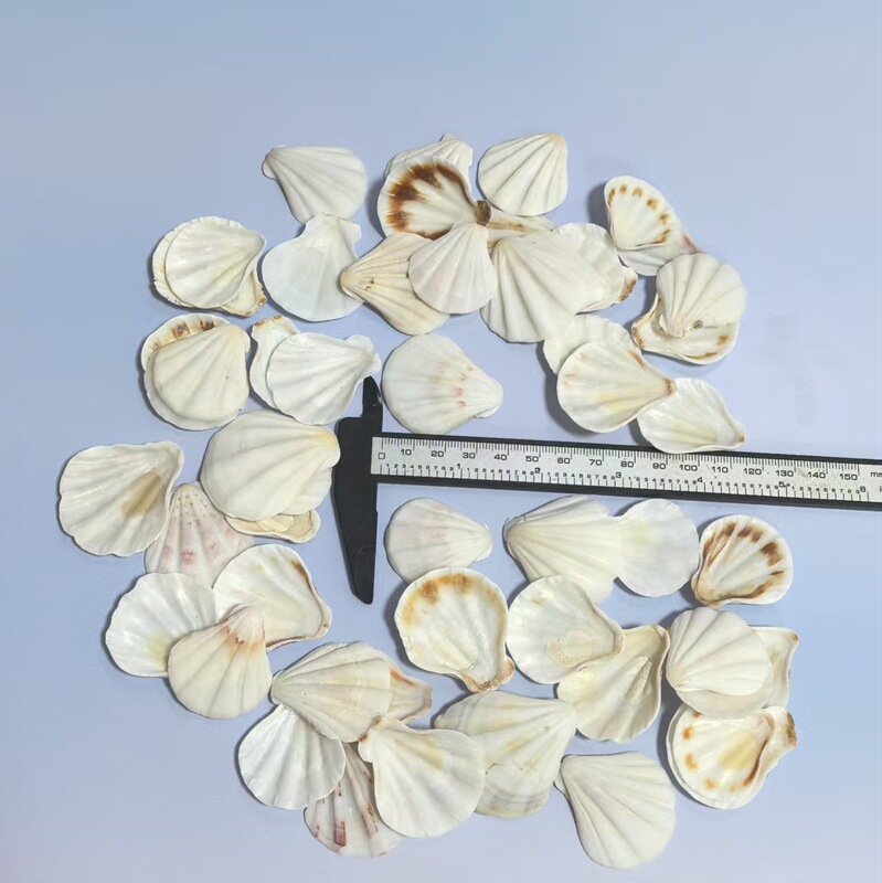 天然法螺貝 卸売供給源 魚水槽造園 工芸品 消耗品 1-10cm シェル|undefined