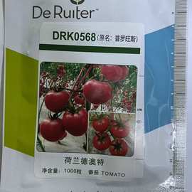 荷兰德澳特普罗旺斯水果番茄种子 DRK0568水果番茄 大番茄种子