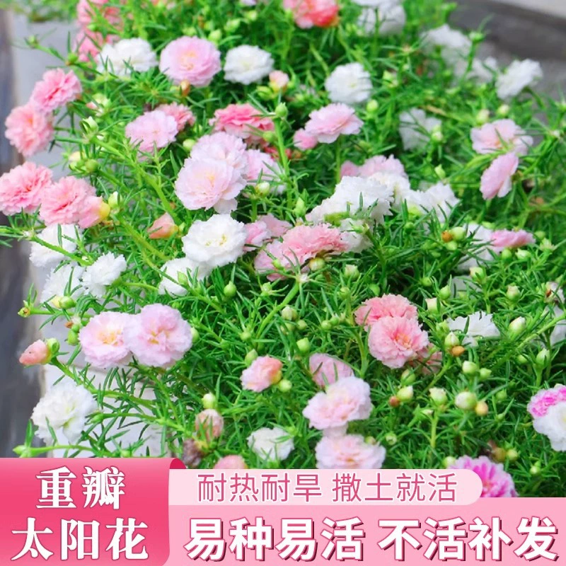 Семена подсолнечника с двойными цветками цветут в любое время года и легко выращиваются, маленькие ромашки, семена цветов в горшках Gesanghua для внутреннего и наружного балкона.