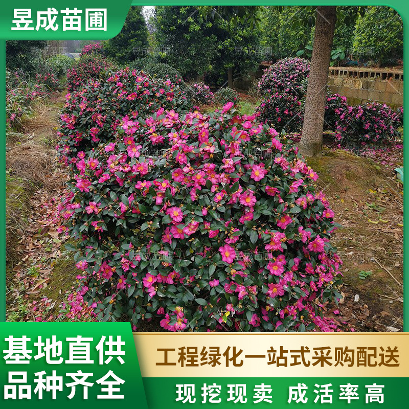 茶梅球庭院盆栽花卉园林绿化苗木湖南苗圃供应精品造型常绿茶梅球