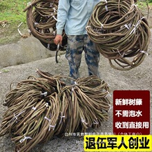 树藤枯藤婚庆装饰红山藤挂壁室内造景藤条葡萄叶干树枝山藤条绢花