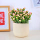 Money String Desktop Small Potted Plant for Attracting Wealth, Succulent Plant for Office or Balcony, Radiation-Resistant Green Plant, Easy to Care for