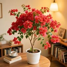 �ڻ���Ʒ�Ϙ������_���ļ����ܱ����͟���B�GֲͥԺ�̨