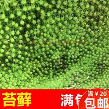 ����̦ ��ɽ̦�\ ΢���^ ƿ С�װl�\ˮꑸ� ���ָ�̦�\