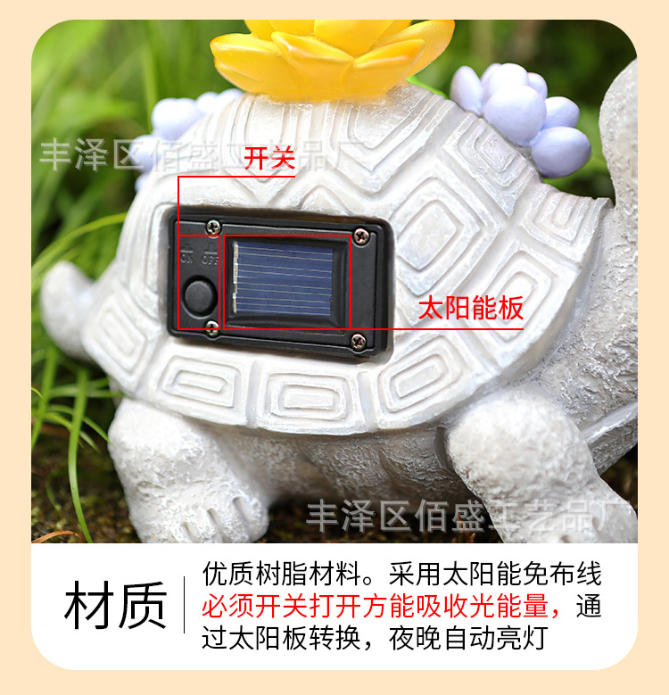 多肉乌龟_09.jpg