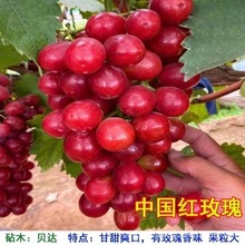 黄提葡萄苗波尔来特葡萄树苗 大粒黄色无核品种葡萄树果树苗