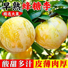 李子新鲜水果蜂糖黄李子农家果园直发现摘孕妇三华李包邮一件代发