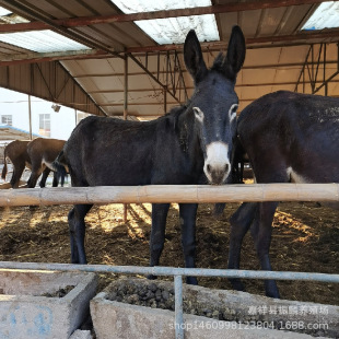 �����HС�H���Bֳ ���^�H�r�� �P���Hһ�^ �������u���H��