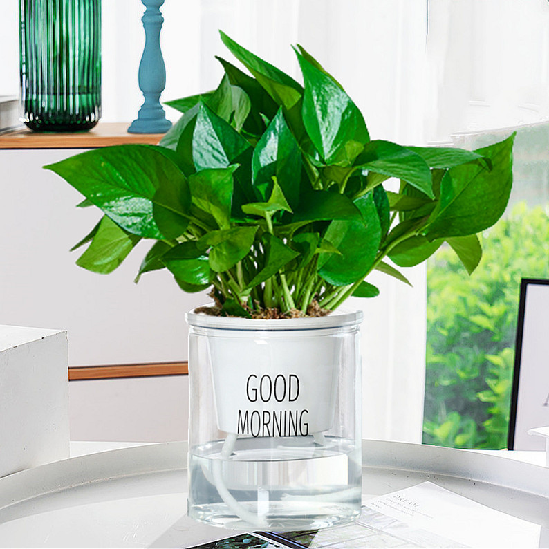 포토스 + 굿모닝 대야 + 영양액 2개 ✦