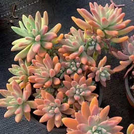 秋丽多肉植物 秋丽多肉植物批发 促销价格 产地货源 阿里巴巴