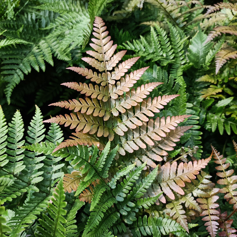 彩虹蕨盆栽 红盖鳞毛蕨 多年生宿根耐热耐冻室内花镜造景观叶植物-阿里巴巴