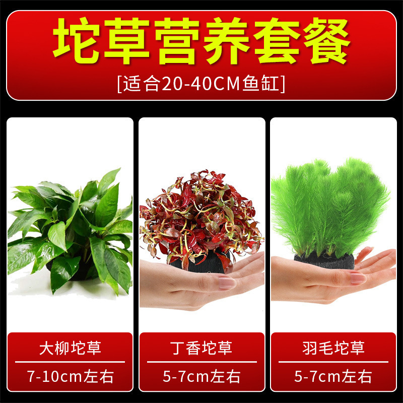 火山石水植物鱼缸净化水质懒人造景摆件全套底砂套餐性真|undefined