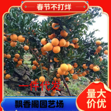 һ�����l�t�ĳ��Ә���Ě����~�ɠ����Ә����Ϸ��Nֲ����ͥԺ