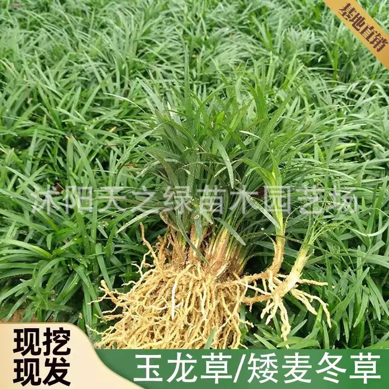 Оптовая продажа газонной травы для двора гнома Ophiopogon japonicus, мелколистной и среднелистной травы Ophiopogon japonicus с золотыми краями, морозостойкой и термостойкой, вечнозеленой газонной травы для двора на все времена года.