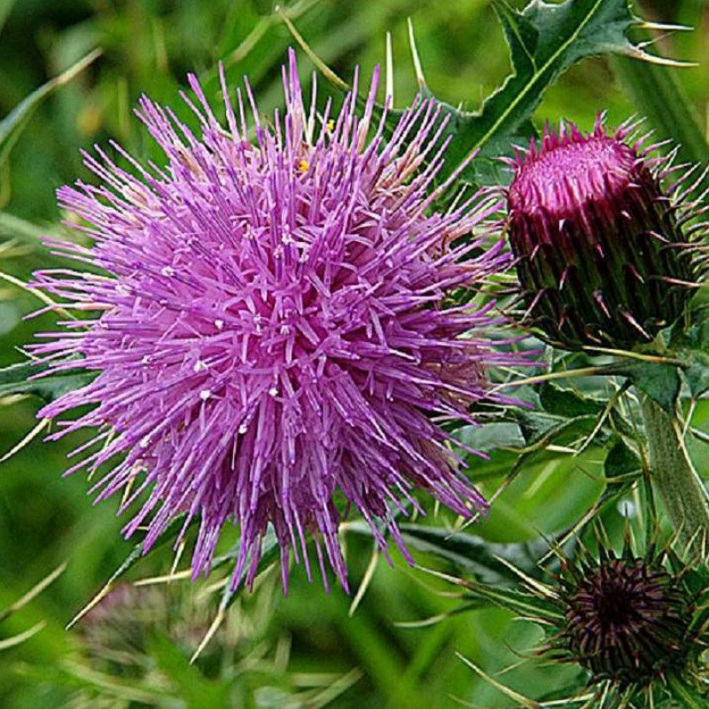 Оптовый фазан летания воды сухожилия мыши Тхистле молока семени Тхистле молока соответствующий для заводов пляжа Солен-алкалиа