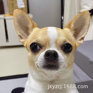 ���l���N��������Ȯ���w���������޹�С��Ȯ����Ȯ���ﹷ�豭Ȯ��