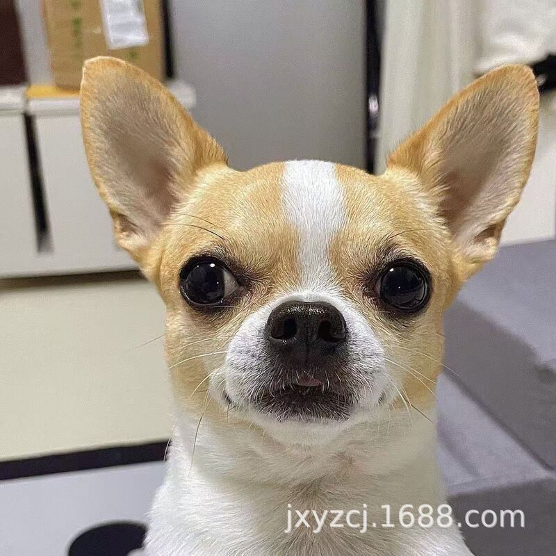 Wholesale Purebred Chihuahua Puppies Live Dog Chihuahua Dog Small Size Dogs Pet Dog Pet Dog Teacup Dog Dog