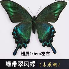 V6OQ真蝴蝶标本A-未展翅各种原蝶杂蝶昆虫幼儿园教学收藏摄影道具