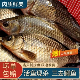 鱼类;虾类;鲜活水产