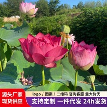 四季池塘大型荷花种藕苗水养盆栽荷塘莲藕种苗观赏荷花种根莲花苗