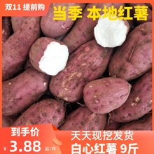 助农粉面番薯红皮白心红薯新鲜地瓜干瓤生山芋水果蔬菜圆红苕9斤
