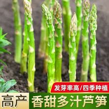 甜脆蘆筍種子四季種植蔬菜之王綠蘆筍種子抗熱耐寒高營養蔬菜種子