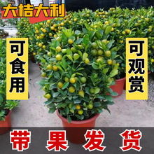 金桔盆栽带果年宵花四季桔室内外橘子可食用阳台室内客厅招财植物