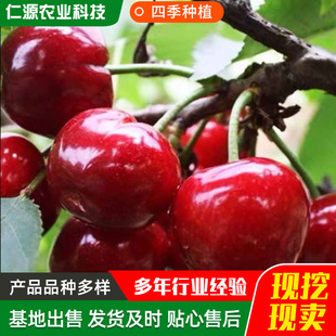 Cherry Saplings, Large Cherry Saplings, Fruit Trees, Fruit Seedlings, Planted on the Ground and Survive for 2 Years, 3 Years, 4 Years, Beautiful Early Cherry Seedlings