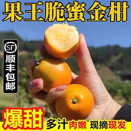 四川第三代脆蜜金桔顺丰发货特大果新鲜水果整箱甜多汁礼盒装25枚