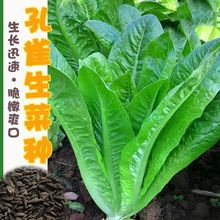 直立孔雀菜种子 生菜种籽四季青菜沙拉菜种孑庭院阳台盆栽菜籽