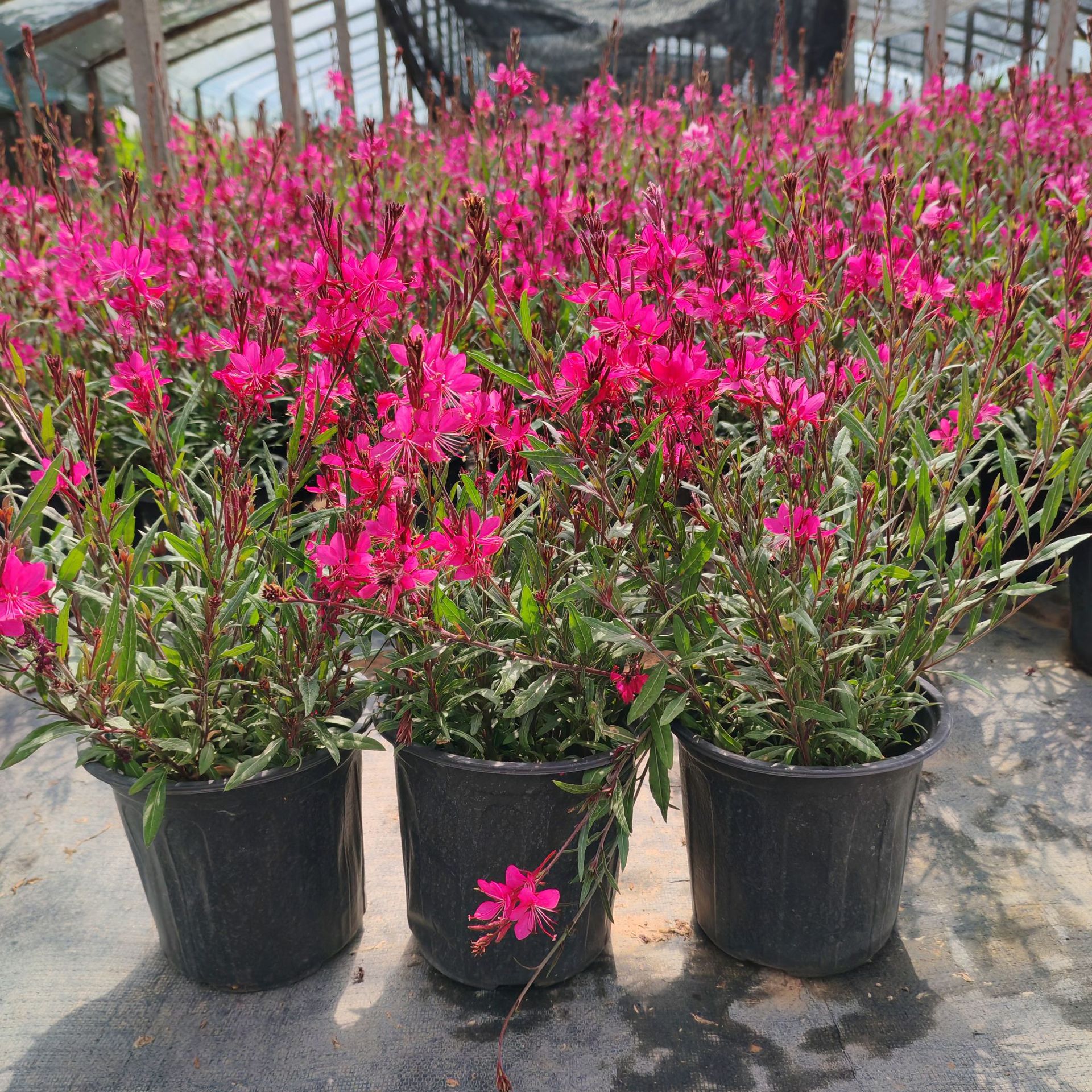 5425a360-3767-481b-b449-d2cd95