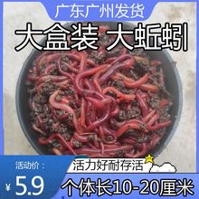 蚯蚓活物活饵鲜活盒装牛粪红虫垂钓饵料野钓鱼食龟食包活一件代发