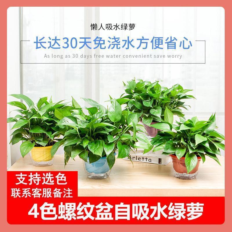 다채로운 게으른 실 60개 화분 4개 [색상 확인 가능]