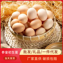 整箱新鮮土雞蛋批發30枚農家散養谷物正宗草雞蛋柴雞蛋一件代發