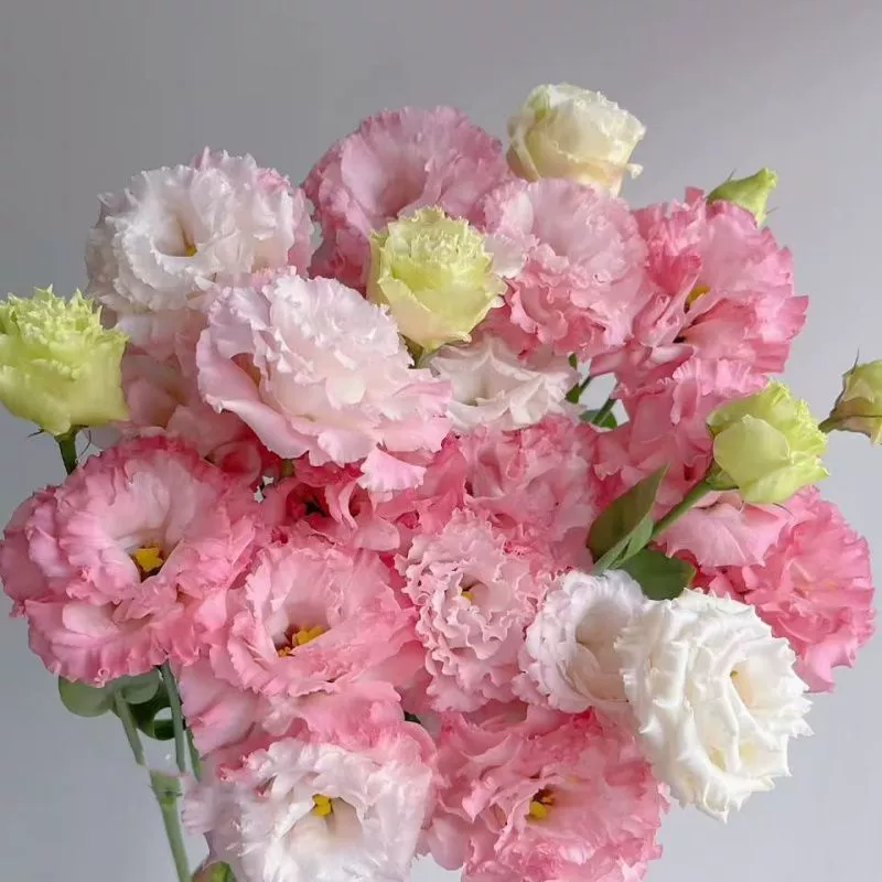 Семена двуцветкового лизиантуса для круглогодичного посадки и цветения, подходят для балконов, дворов, комнатных и уличных балконных растений, набор цветущих цветов.