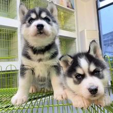 哈士奇幼犬活体狗二哈雪橇犬工作犬护卫犬伴侣犬家养宠物狗活体