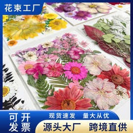 DIY压花押花干花包手工滴胶材料包写真装饰真花花瓣干花植物标本