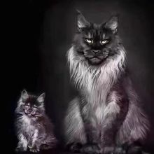 缅因猫咪活体出售纯种缅因幼猫纯白纯黑银虎棕虎烟灰加白缅因猫咪
