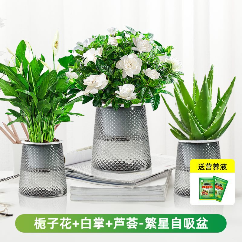 치자나무 + 흰야자 + 알로에베라(별화분) + 영양액