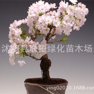 �M�ڙѻ��N���ձ��ѻ� �ѻ����ԷN�� ��ɫܽ�ػ� ���� ���ع����