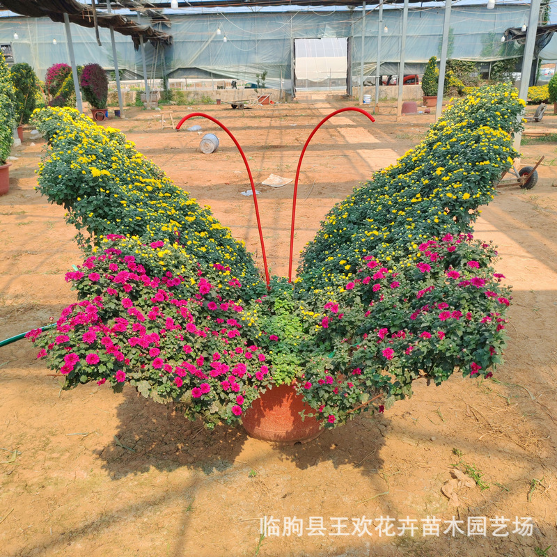 National Day chrysanthemum flowers National Day rental multi-head…